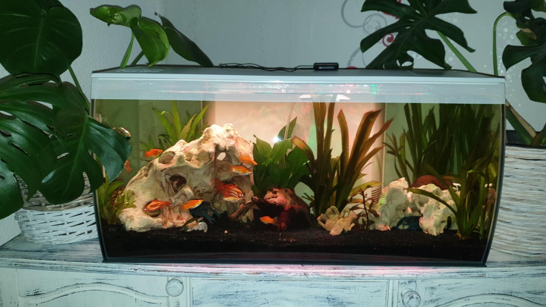 Fluval Flex 32.5 Aquarium Kit - Fish Tank for Fish &Plants.